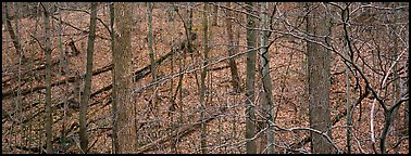 Bare forest with fallen trees on hillside. Cuyahoga Valley National Park (Panoramic color)