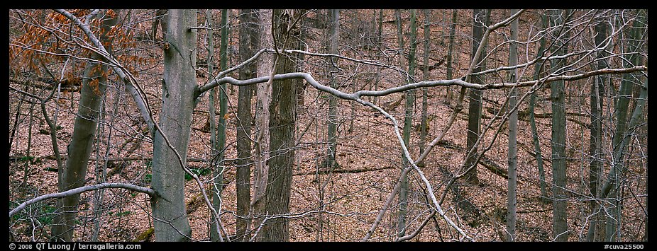 Criss-crossing branches in bare forest. Cuyahoga Valley National Park (color)