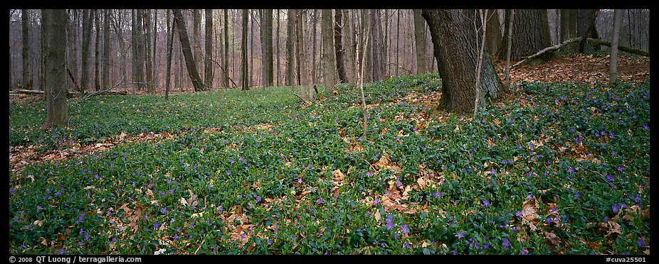 Forest floor with bare trees and early wildflowers, Brecksville Reservation. Cuyahoga Valley National Park, Ohio, USA.