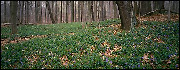 Forest floor with bare trees and early wildflowers, Brecksville Reservation. Cuyahoga Valley National Park, Ohio, USA.