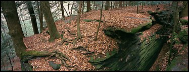 Forest scenery with fallen leaves, fog, and rock cracks. Cuyahoga Valley National Park (Panoramic color)