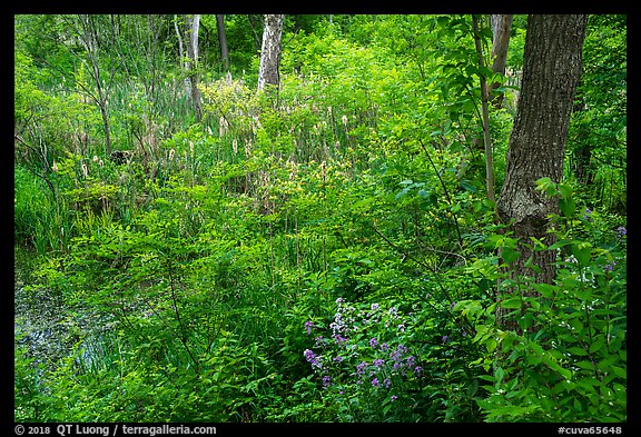 Swampy forest undergrowth in summer. Cuyahoga Valley National Park (color)