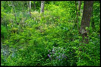 Swampy forest undergrowth in summer. Cuyahoga Valley National Park ( color)