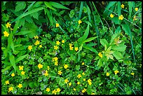 Close-up of plants and wildflowers. Cuyahoga Valley National Park ( color)