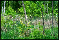 Cattails in forest pond. Cuyahoga Valley National Park ( color)