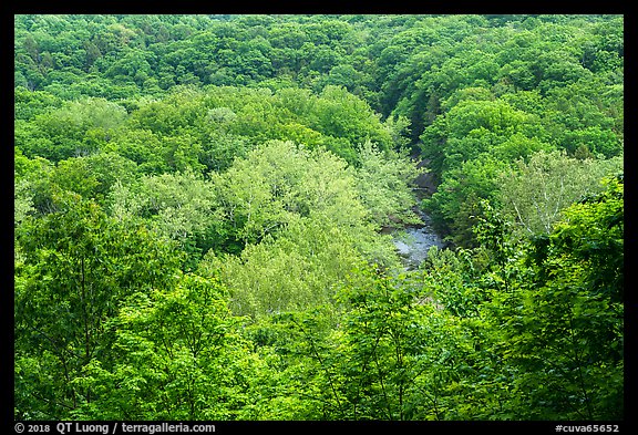 Tree canopy and Tinkers Creek Gorge in summer, Bedford Reservation. Cuyahoga Valley National Park (color)
