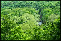 Tree canopy and Tinkers Creek Gorge in summer, Bedford Reservation. Cuyahoga Valley National Park ( color)