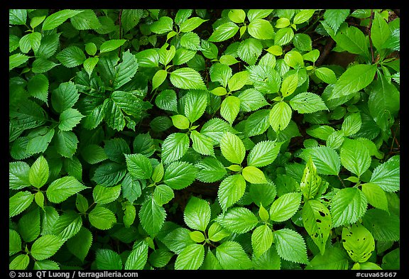 Close-up of undergrowth leaves, Bedford Reservation. Cuyahoga Valley National Park, Ohio, USA.