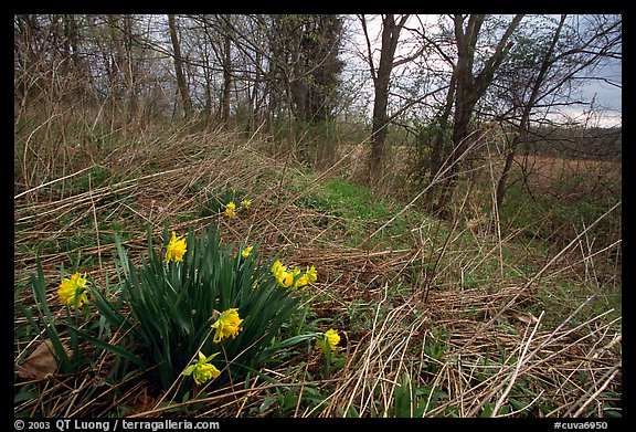 Yellow Daffodils growing at the edge of wetland. Cuyahoga Valley National Park, Ohio, USA.