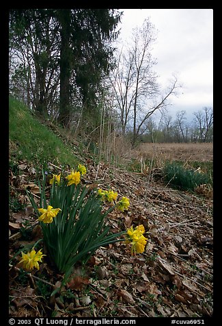 Yellow Daffodils growing at the edge of a marsh. Cuyahoga Valley National Park, Ohio, USA.