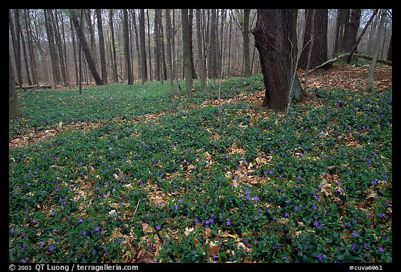 Myrtle flowers on forest floor, Brecksville Reservation. Cuyahoga Valley National Park