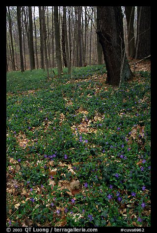 Forest floor with tint myrtle flowers, Brecksville Reservation. Cuyahoga Valley National Park, Ohio, USA.