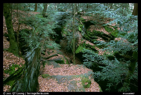 Sandstone depression at The Ledges. Cuyahoga Valley National Park