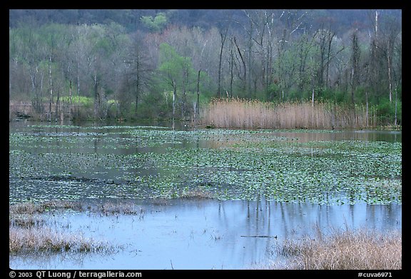 Water lillies and reeds in Beaver Marsh. Cuyahoga Valley National Park, Ohio, USA.
