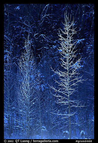 Bare trees in winter, spolighted against dark forest, Tennessee. Great Smoky Mountains National Park (color)