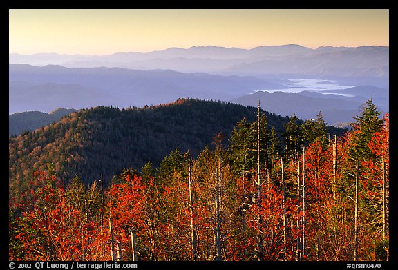 Trees in fall foliage and ridges from Clingman's dome at sunrise, North Carolina. Great Smoky Mountains National Park, USA.