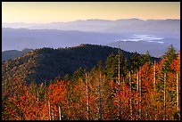 Trees in fall foliage and ridges from Clingman's dome at sunrise, North Carolina. Great Smoky Mountains National Park, USA.