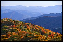 Trees with autumn colors and blue ridges from Clingmans Dome, North Carolina. Great Smoky Mountains National Park, USA.