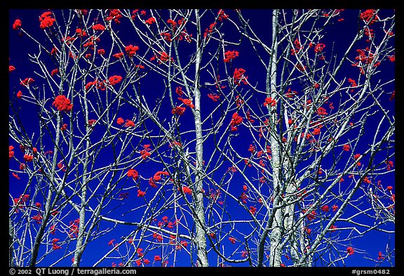 Bare trees, red Mountain Ash berries, blue sky, North Carolina. Great Smoky Mountains National Park (color)