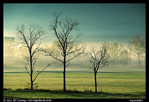 Three bare trees, meadow, and fog, Cades Cove, early morning, Tennessee. Great Smoky Mountains National Park (color)