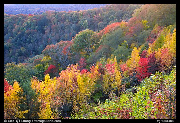 Ridges with trees in fall colors, North Carolina. Great Smoky Mountains National Park, USA.