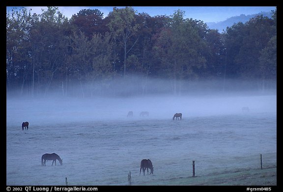 Horses and fog, Cades cove, dawn, Tennessee. Great Smoky Mountains National Park, USA.