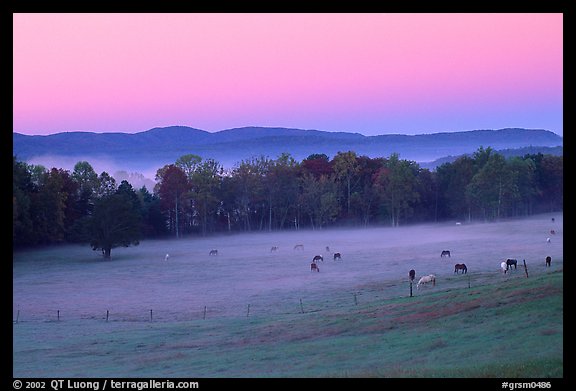 Pasture at dawn with rosy sky, Cades Cove, Tennessee. Great Smoky Mountains National Park (color)