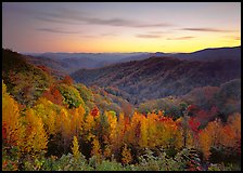 Row of trees, valley and ridges in fall color at sunset, North Carolina. Great Smoky Mountains National Park ( color)