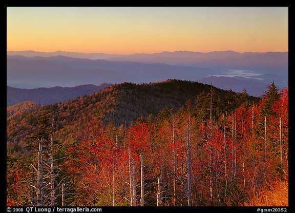 Trees in fall foliage and ridges from Clingman's dome at sunrise, North Carolina. Great Smoky Mountains National Park (color)