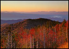 Trees in fall foliage and ridges from Clingman's dome at sunrise, North Carolina. Great Smoky Mountains National Park, USA. (color)