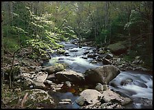 Spring scene of dogwood trees next to river flowing over boulders, Treemont, Tennessee. Great Smoky Mountains National Park, USA.
