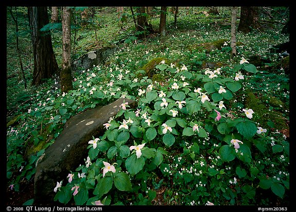 Carpet of White Trilium, Chimney Rock area, Tennessee. Great Smoky Mountains National Park, USA.