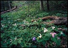 Forest undergrowth with multicolored Trillium, Chimney area, Tennessee. Great Smoky Mountains National Park, USA.