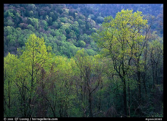 Trees and hillside with light green color of spring, late afternoon, Tennessee. Great Smoky Mountains National Park (color)