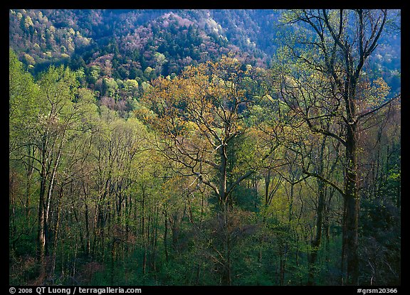 Tender green trees and hillside in spring, late afternoon, Tennessee. Great Smoky Mountains National Park, USA.