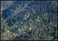 Distant hillside with newly leafed trees, North Carolina. Great Smoky Mountains National Park ( color)