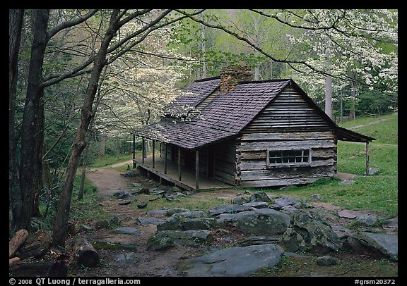 Noah Ogle historical cabin framed by blossoming dogwood tree, Tennessee. Great Smoky Mountains National Park, USA.