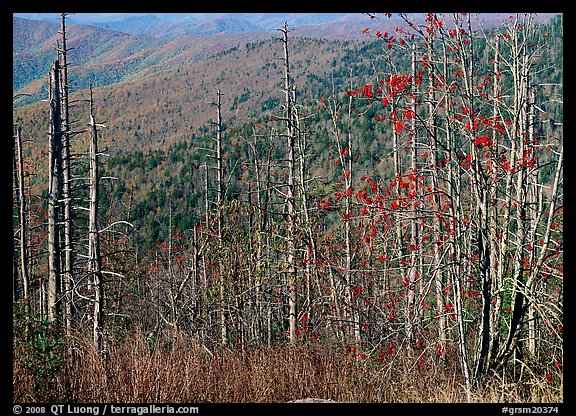 Bare mountain ash trees with red berries and hillside, Clingsman Dome. Great Smoky Mountains National Park, USA.