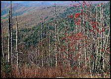 Bare mountain ash trees with red berries and hillside, Clingsman Dome. Great Smoky Mountains National Park, USA. (color)