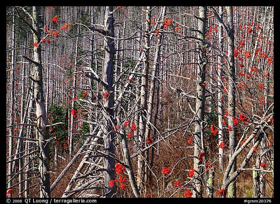 Bare trees with Mountain Ash berries, North Carolina. Great Smoky Mountains National Park, USA.