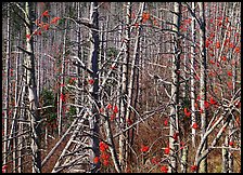 Bare trees with Mountain Ash berries, North Carolina. Great Smoky Mountains National Park, USA.