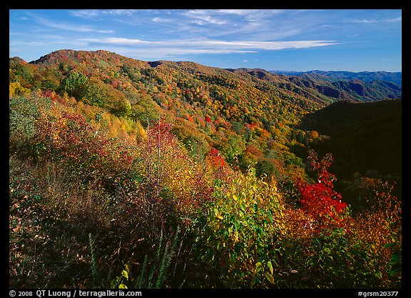 Hillsides covered with trees in autumn color near Newfound Gap, afternoon, North Carolina. Great Smoky Mountains National Park, USA.