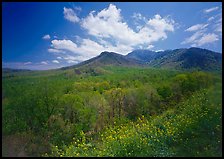 Hillsides covered with trees below Mount Le Conte in the spring, Tennessee. Great Smoky Mountains National Park ( color)