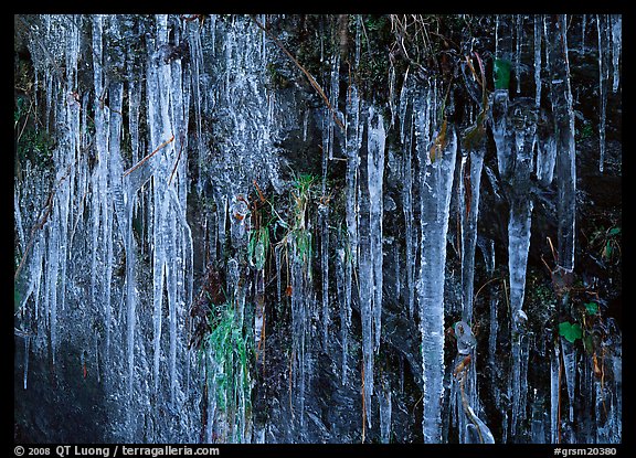 Icicles and green leaves. Great Smoky Mountains National Park, USA.