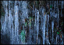 Icicles and green leaves. Great Smoky Mountains National Park, USA. (color)