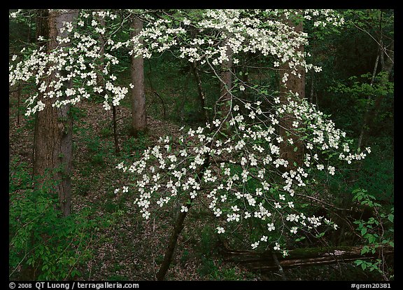 Flowering Dogwood (Cornus Florida), Tennessee. Great Smoky Mountains National Park, USA.