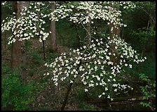 Flowering Dogwood (Cornus Florida), Tennessee. Great Smoky Mountains National Park, USA.