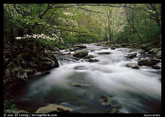 Fluid stream with  and dogwoods trees in spring, Treemont, Tennessee. Great Smoky Mountains National Park (color)