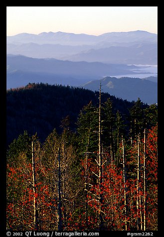 Half-barren trees and ridges from Clingmans Dome at sunrise, North Carolina. Great Smoky Mountains National Park, USA.