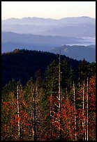 Half-barren trees and ridges from Clingmans Dome at sunrise, North Carolina. Great Smoky Mountains National Park, USA. (color)